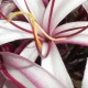 Crinum amabile