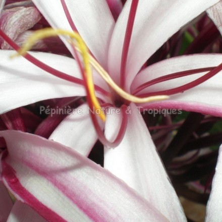 Crinum amabile