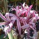 Crinum amabile