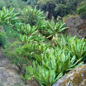 Encete ventricosum - Bananier d'Abyssinie