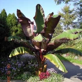 Ensete ventricosum 'Maurelli' - Bananier d'Abyssinie Pourpre