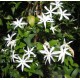 Jasmin multipartitum - Jasmin du Cap