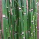 Equisetum hyemale - Prêle géante