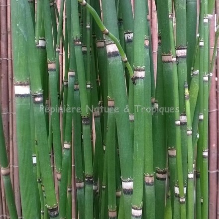 Equisetum hyemale - Prêle géante