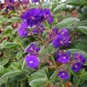 Tibouchina grandifolia