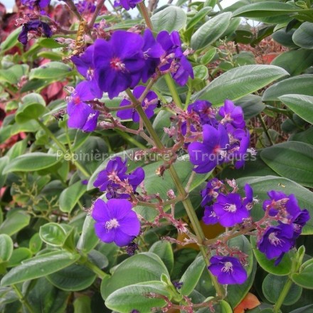 Tibouchina grandifolia