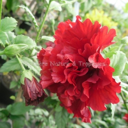 Hibiscus diantoïdes-Hibiscus à fleurs d'oeillet 