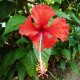 Hibiscus rosa sinensis - Hibiscus tropical rouge