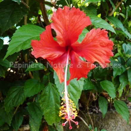 Hibiscus rosa sinensis - Hibiscus tropical rouge