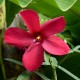 Hibiscus manihot 'Rouge'