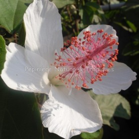 Hibiscus arnottianus- Hibiscus parfumé
