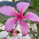 Hibiscus rosa sinensis 'Dainty Pink'