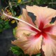 Hibiscus rosa sinensis 'Cœur Créole' - Hibiscus saumon