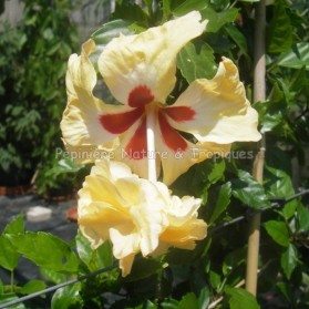 Hibiscus rosa sinensis 'Pagoda Capito Aurea' - Hibiscus tropical jaune