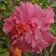 Hibiscus rosa sinensis 'Rose Triple'