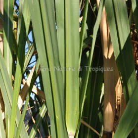 Saccharum officinarum - Canne à sucre