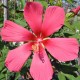 Hibiscus x coccineus 'Red Flyer'