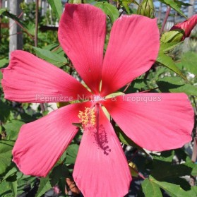 Hibiscus x coccineus 'Red Flyer'