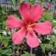 Hibiscus x coccineus 'Red Flyer'