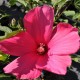Hibiscus x moscheutos 'Raspberry Rose'