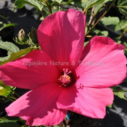 Hibiscus x moscheutos 'Raspberry Rose'