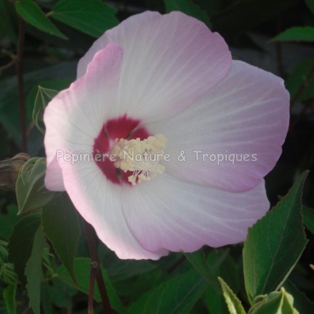 Hibiscus palustris