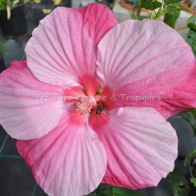 Hibiscus x moscheutos 'Turn of Century'