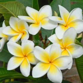 Plumeria rubra 'Acutifolia' - Frangipanier Blanc