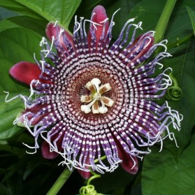 Passiflora quadrangularis - Barbadine