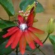 Passiflora vitifolia - Passiflore rouge