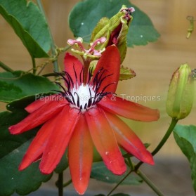 Passiflora vitifolia - Passiflore rouge