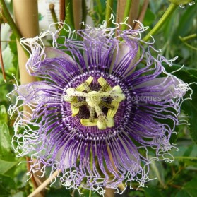 Passiflora x 'Byron Beauty' - Passiflore bleue