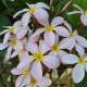 Plumeria rubra 'Kanapali' - Frangipanier Rose