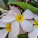 Plumeria rubra 'Kanapali' - Frangipanier Rose