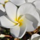 Plumeria rubra 'Samoan Fluff' - Frangipanier Blanc