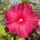 Hibiscus x moscheutos 'Princess Laura' - Hibiscus rouge intense