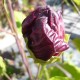 Hibiscus x moscheutos 'Princess Laura' - Hibiscus rouge intense