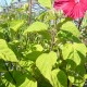 Hibiscus x moscheutos 'Princess Laura' - Hibiscus rouge intense