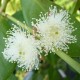 Psidium catleyanum - Goyavier fraise