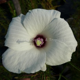 Hibiscus dasycalyx - Hibiscus rustique blanc