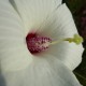 Hibiscus dasycalyx - Hibiscus rustique blanc