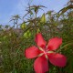 Hibiscus coccineus - Hibiscus rustique Rouge