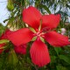 Hibiscus coccineus - Hibiscus rustique Rouge
