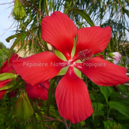 Hibiscus coccineus - Hibiscus rustique Rouge