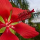 Hibiscus coccineus - Hibiscus rustique Rouge