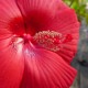 Hibiscus x moscheutos 'Red Dreams'