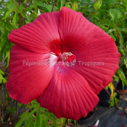 Hibiscus x moscheutos 'Red Dreams'