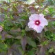 Hibiscus x moscheutos 'Kopper King' - Hibiscus rustique  blanc et rose fushia