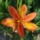 Belamcanda chinensis orange