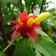 Costus barbatus